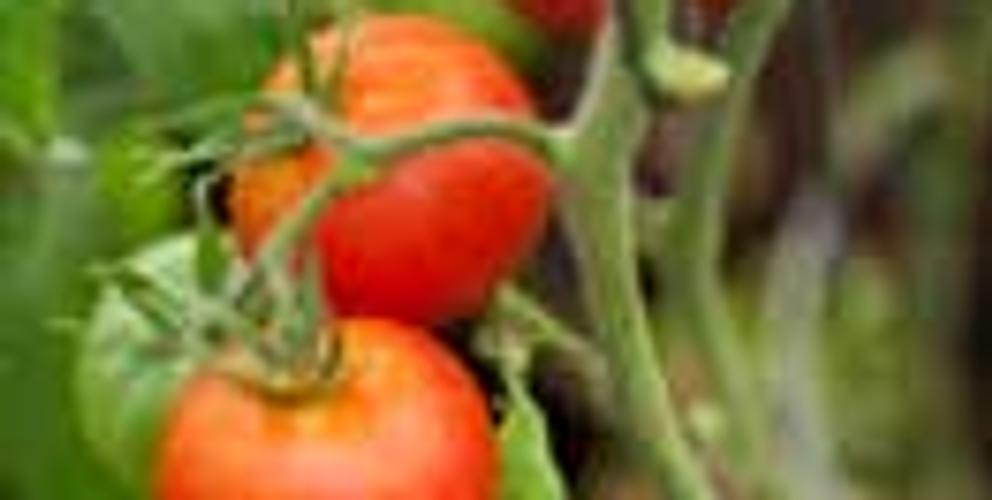 Cost versus Value: How to reconcile spending more for organic food image