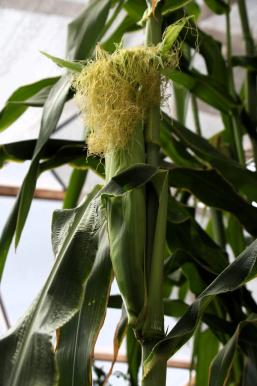 Corn Silk