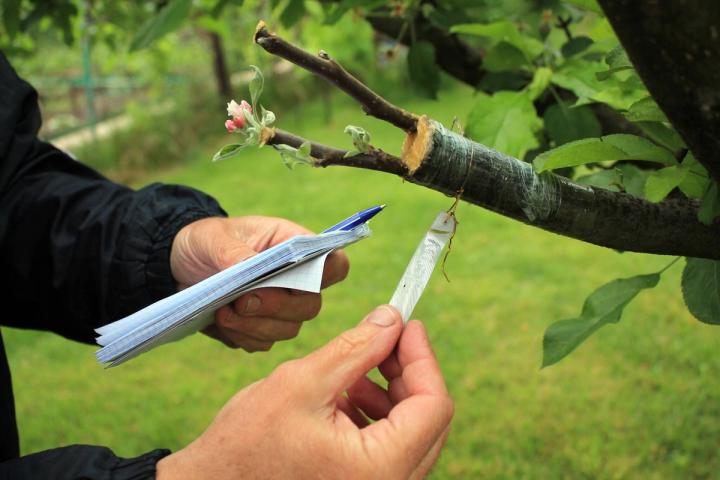 Gardener with notebook and pen in his hands inspections live cuttings at grafting apple tree with growing buds, young leaves, flowers and label.