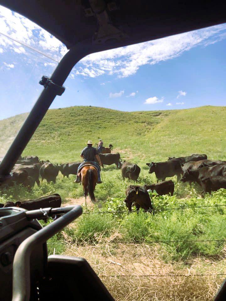 Nielson ranch view of cowboy on horseback herding cows