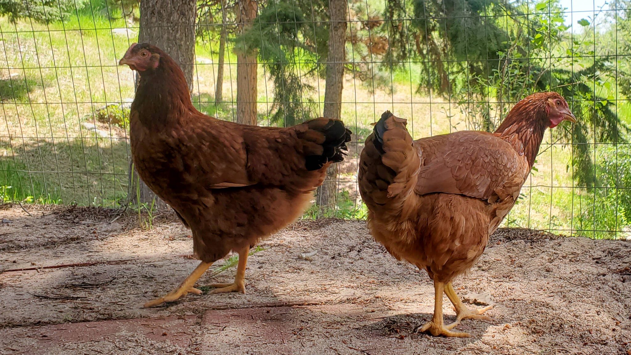 Backyard chickens roaming