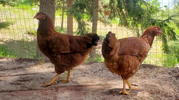 Backyard chickens roaming