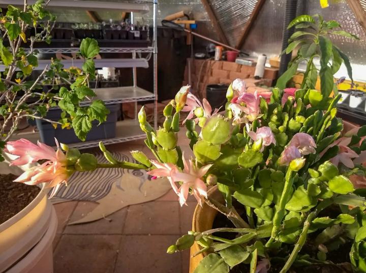 Thanksgiving Cactus flowering in a Growing Dome geodesic greenhouse