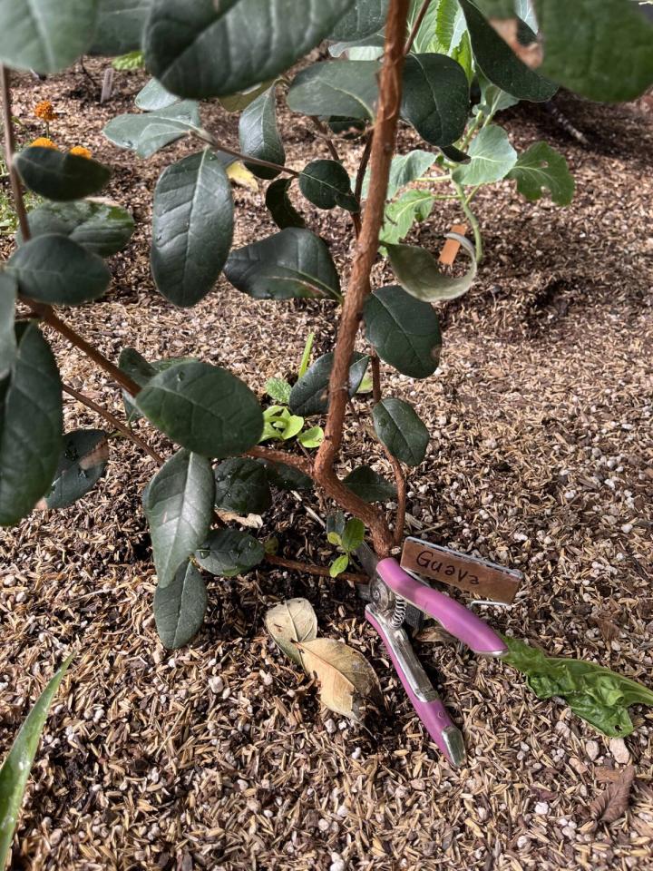 Pruning a guava tree