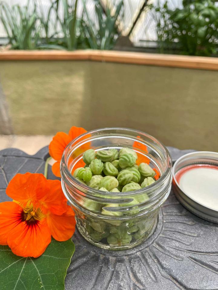 Green nasturtium seeds in a glass jar on a table with nasturtium flowers and leaf in a Growing Dome