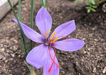 saffron IMG_9163 102024 edit