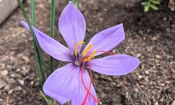 saffron IMG_9163 102024 edit