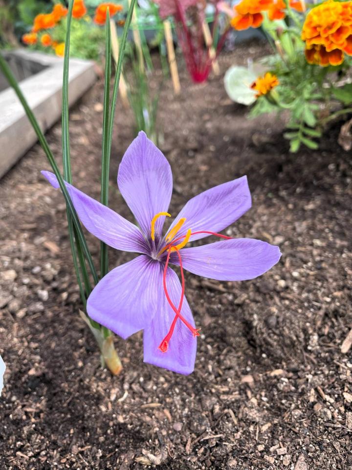 saffron flower