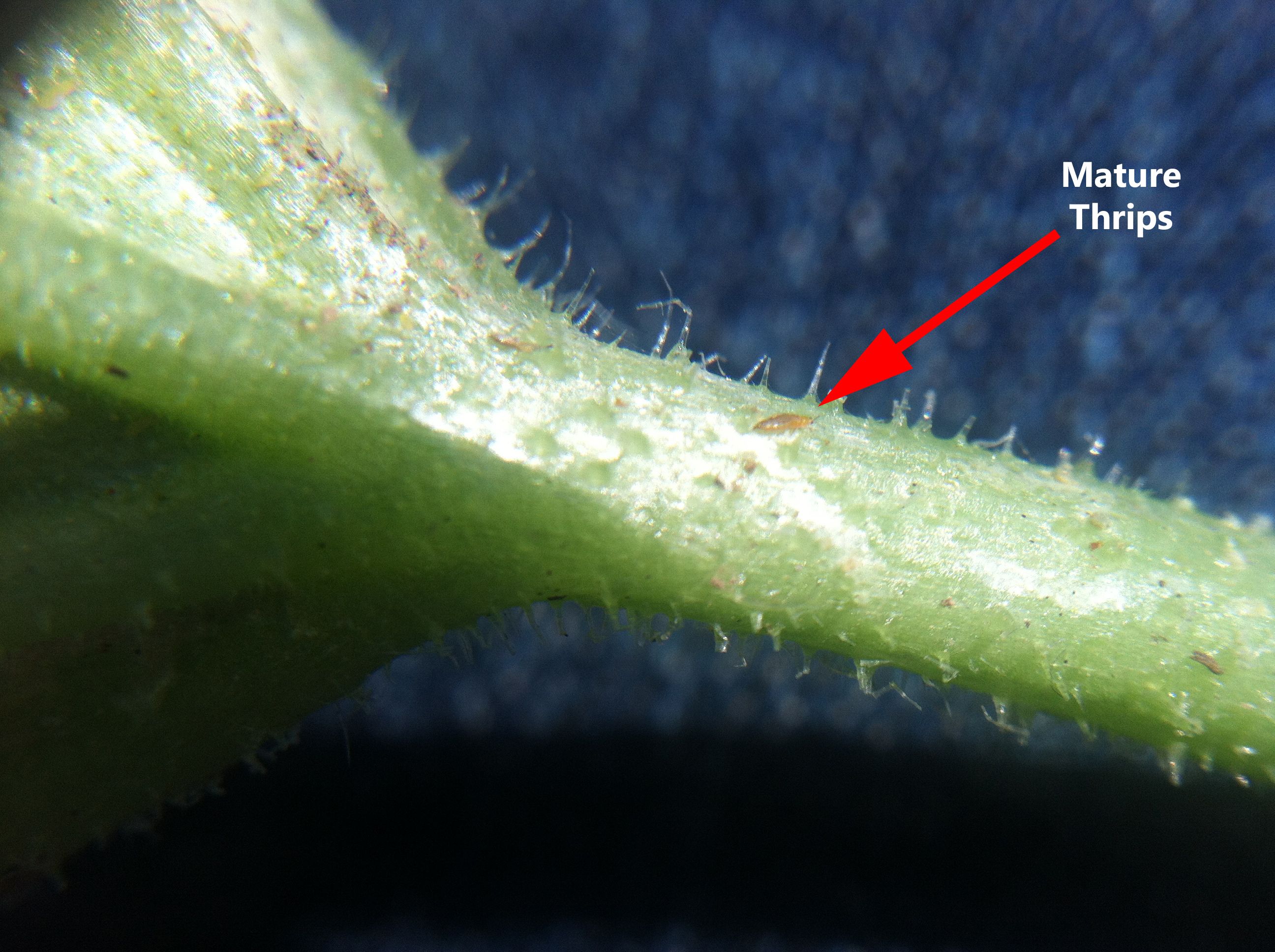 Thrips image