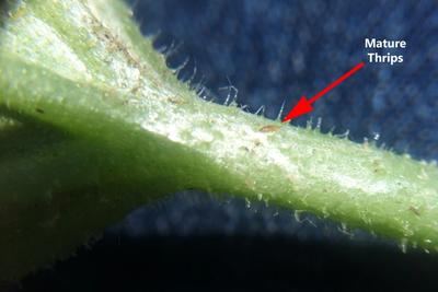 Thrips image