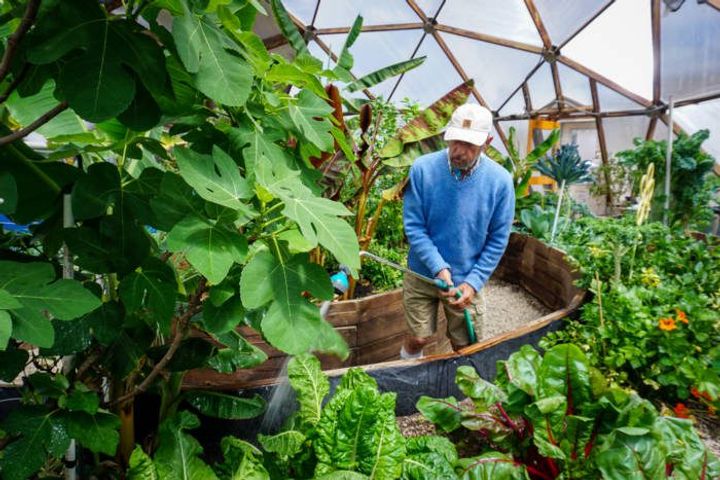 Volunteer Udgar Parsons watering a fig tree at the Geothermal Greenhouse Partnership