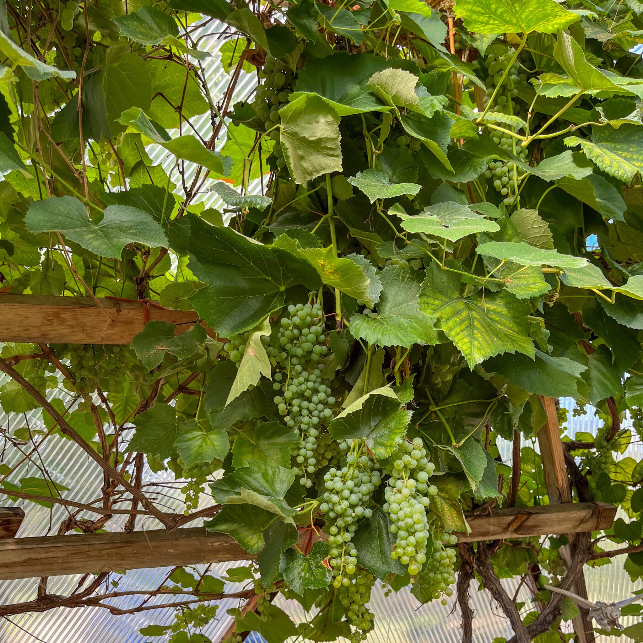 Clusters of grapes hanging from a trellis inside a Growing Dome at Heartwood Cohousing in southwestern Colorado