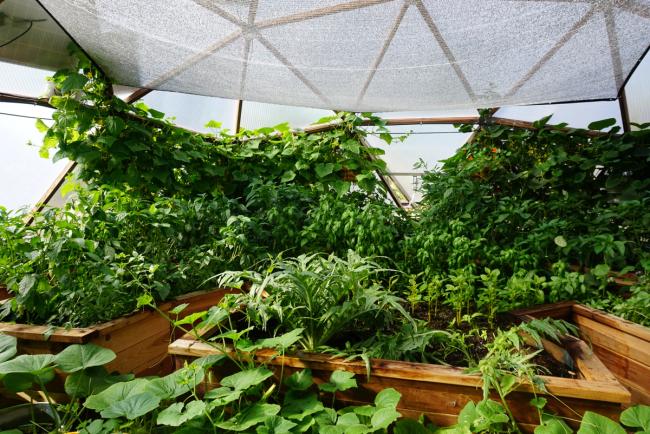 Densely planted greenhouse full of green vegetation