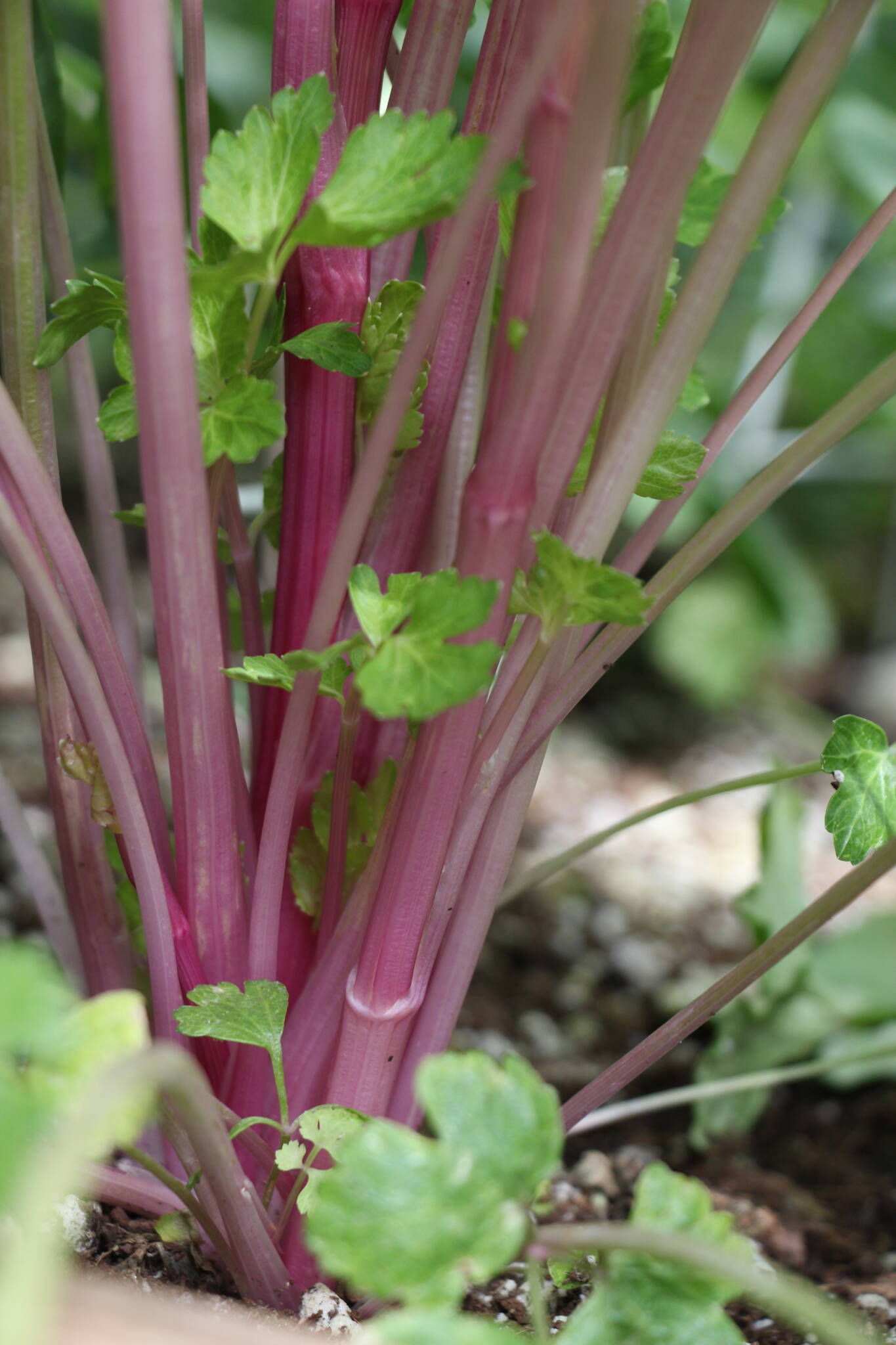pink celery, a brassica companion