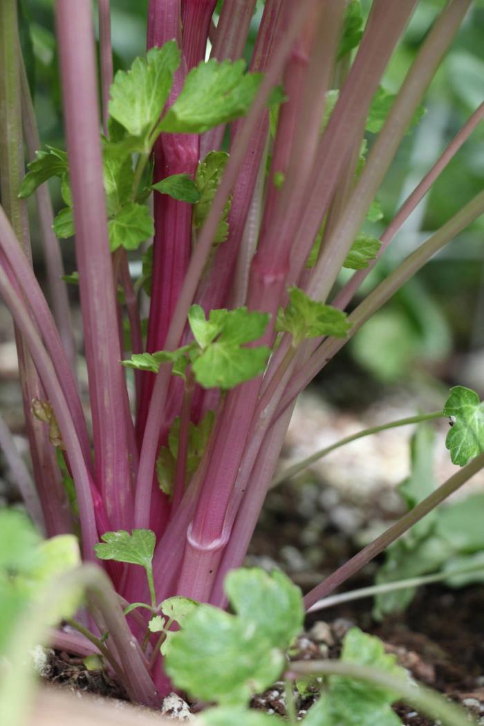 pink celery, a brassica companion