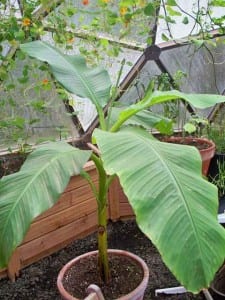 Banana plant thriving in Oregon Growing Dome