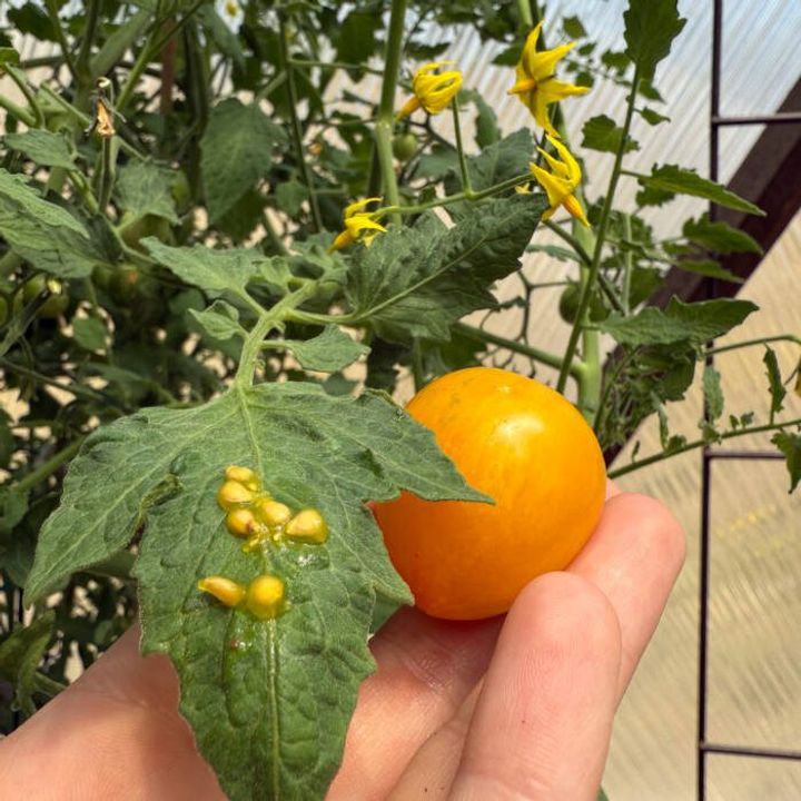 Sunrise bumblebee tomato with seeds spread on a tomato leaf