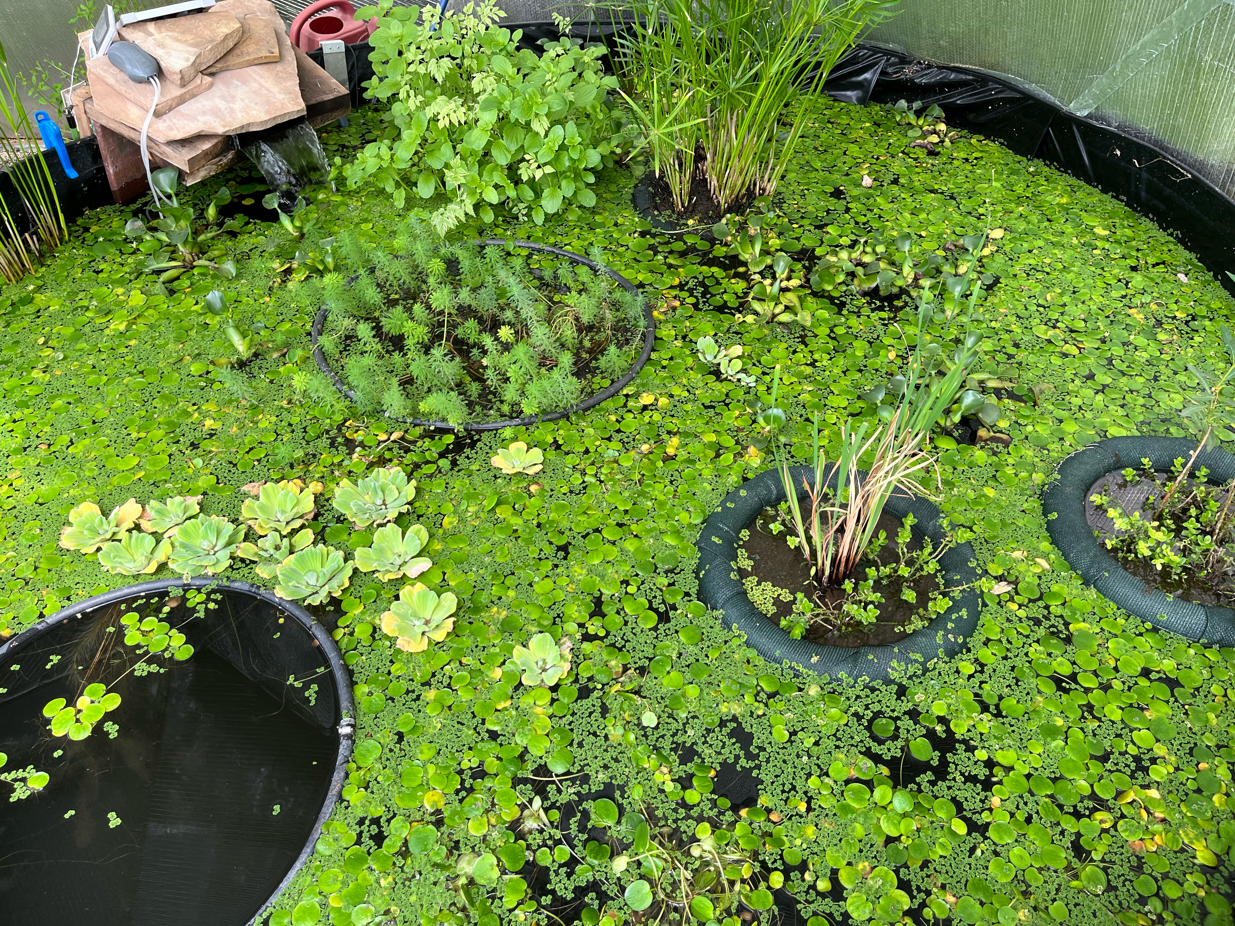 Vibrant green floating pond plants including frog-bit, azolla, water lettuce, and floating planters