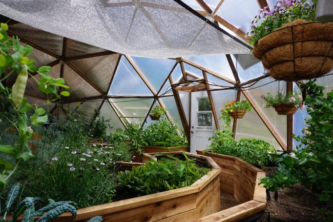 Interior of a Growing dome with summer plants and hanging baskets featuring a shade cloth
