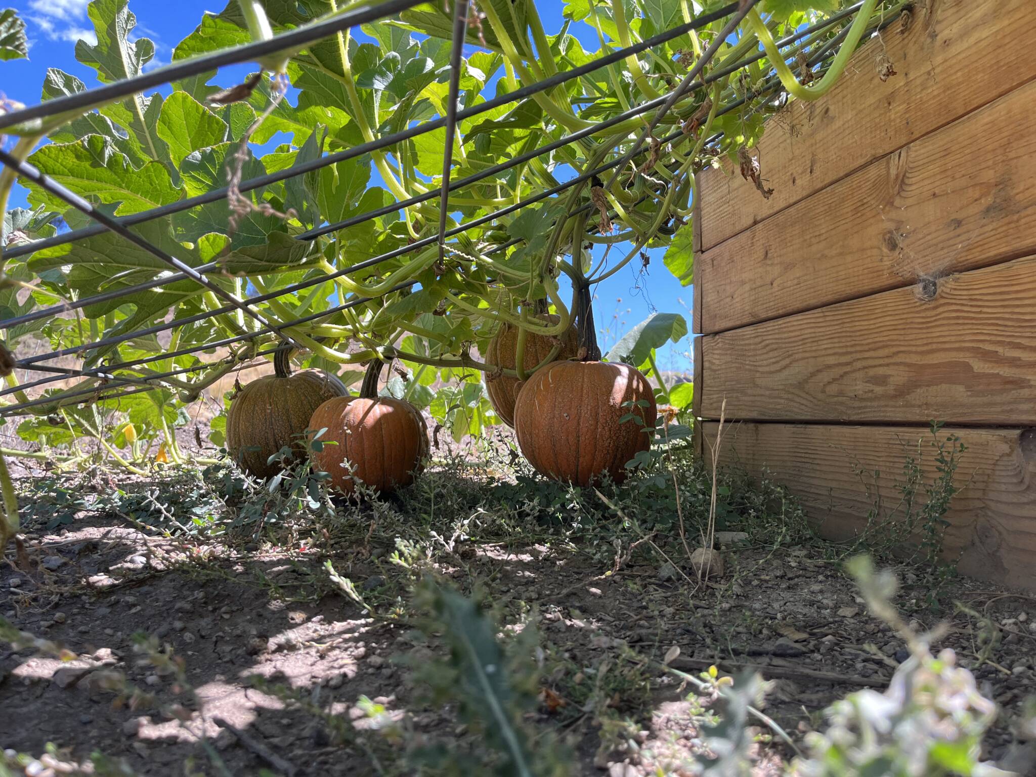 Growing pumpkins outside the 42 foot dome