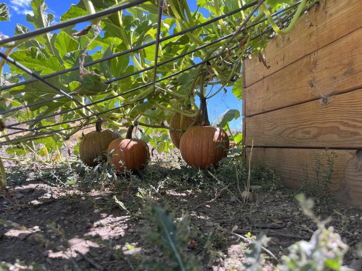 Growing pumpkins outside the 42 foot dome