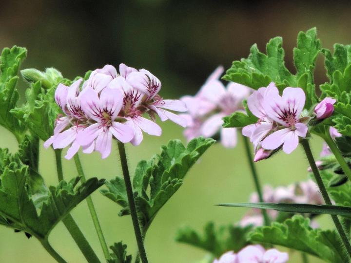 rose scented geranium Pixaby image