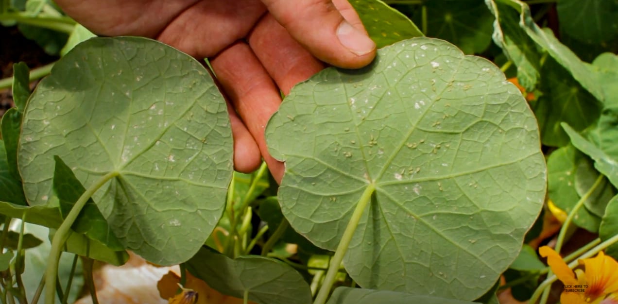 aphids on the underside of leaves