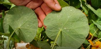 aphids on the underside of leaves
