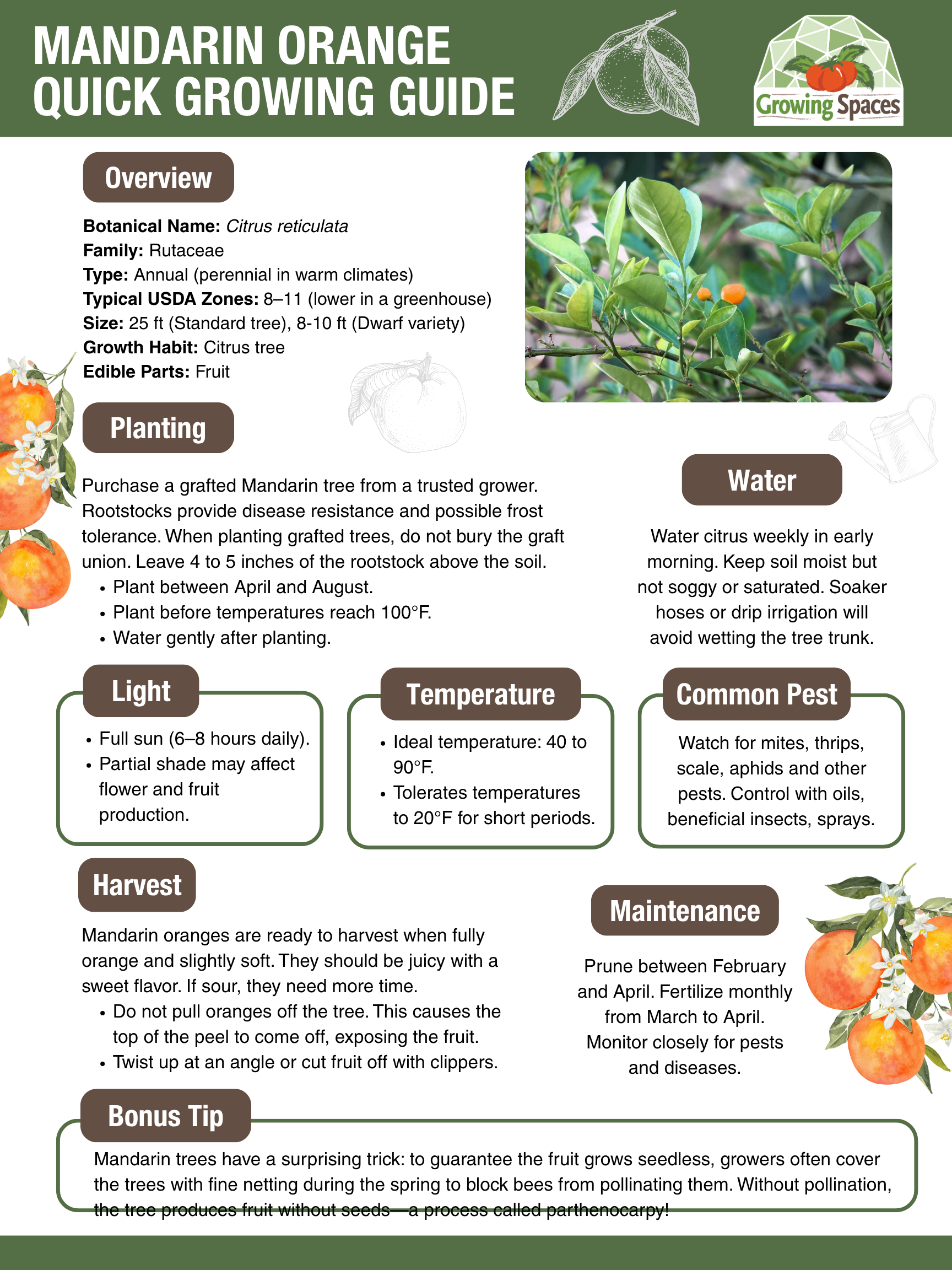 Mandarin Orange Growing Guide image