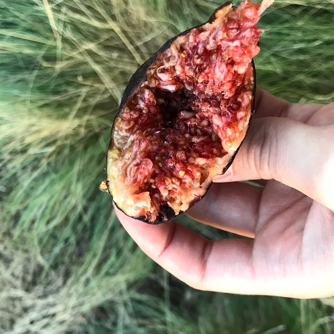 Dome-grown figs