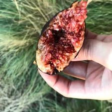 Dome-grown figs