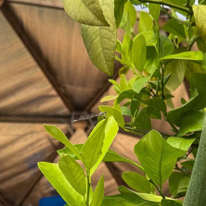 Small dragonfly resting on a leaf