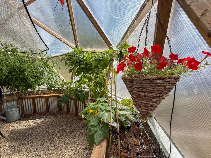 Inside of a geodesic backyard greenhouse with a hanging basket filled with red petunias and other plants in raised garden beds