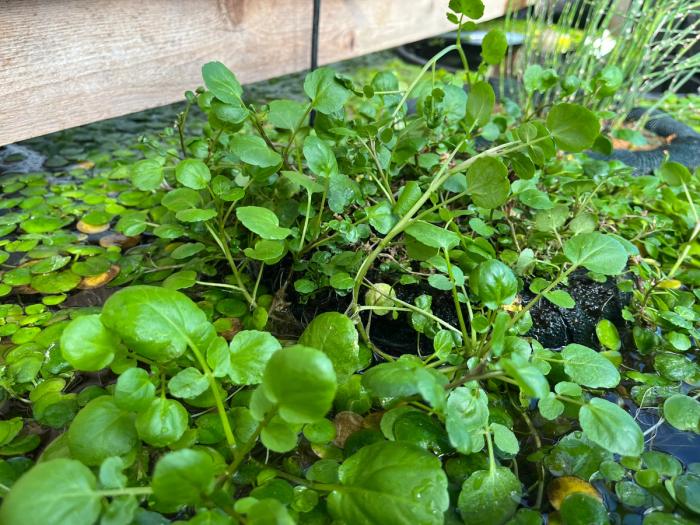 Watercress plant growing in a floating planter