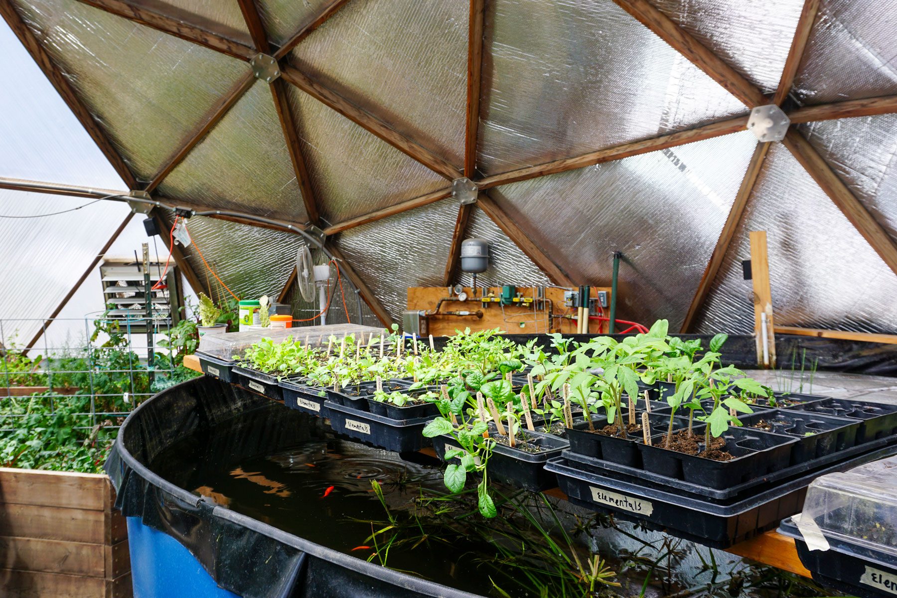 seedlings growing in trays set over the above ground pond in a growing dome greenhouse