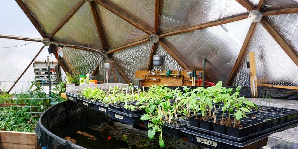 seedlings growing in trays set over the above ground pond in a growing dome greenhouse