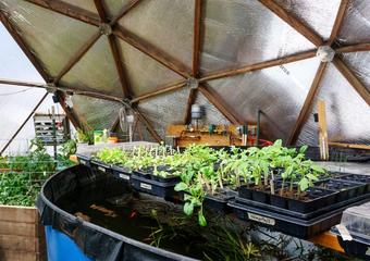 seedlings growing in trays set over the above ground pond in a growing dome greenhouse