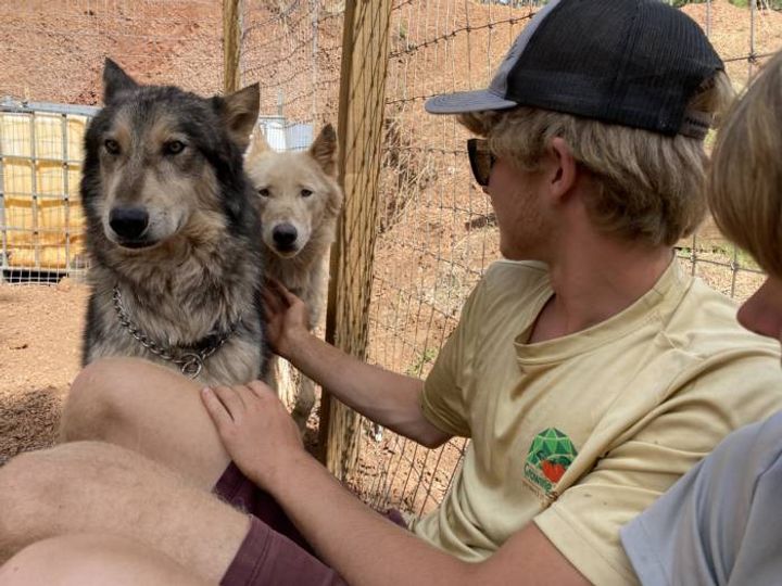Two wolves being pet