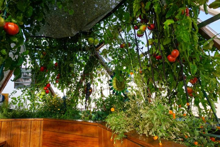 Greenhouse Planting Guide - South Zone