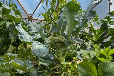 Broccoli image