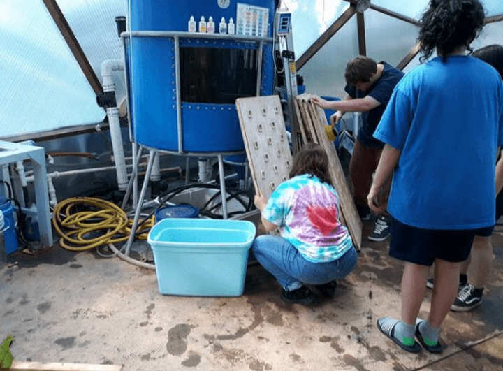 Students working on greenhouse aquaponics system
