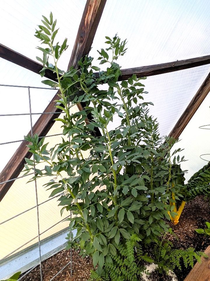 growing fava beans