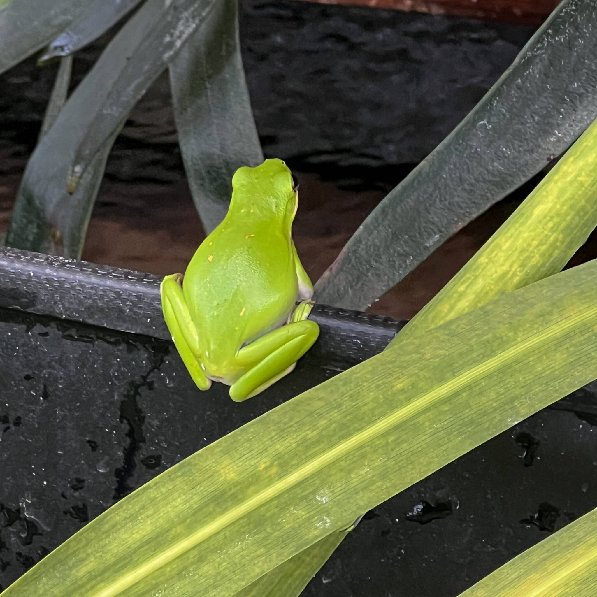 happy frog