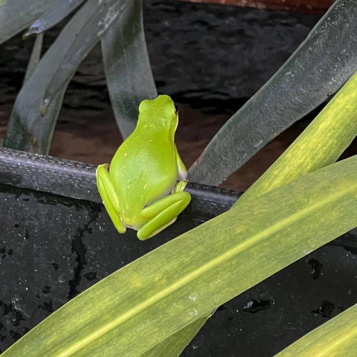 happy frog