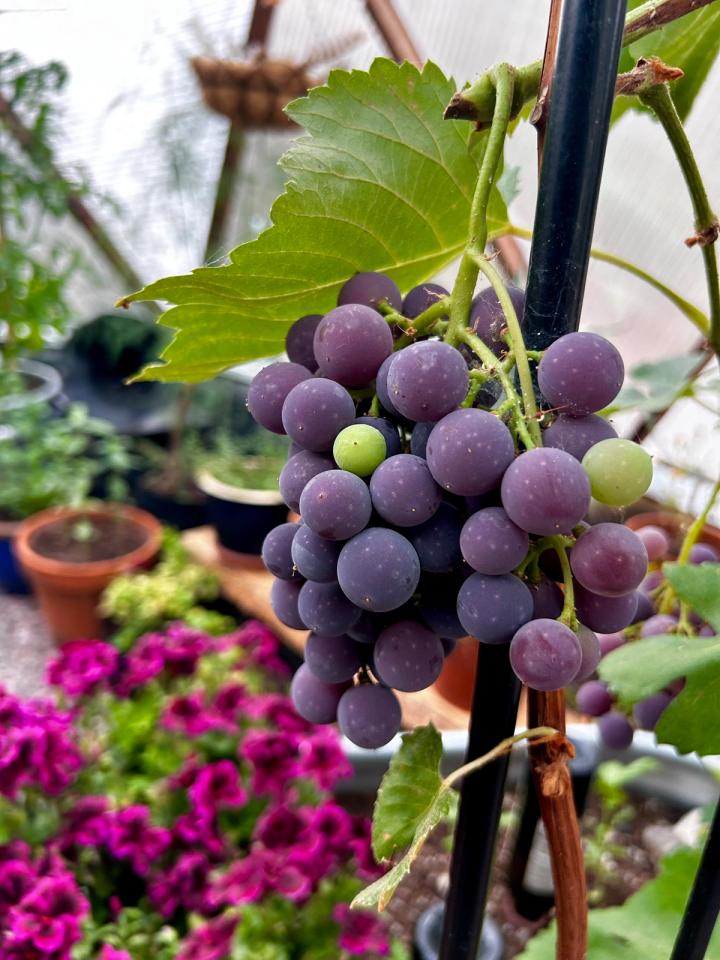 Bunch of purple grapes growing on the vine in a geodesic greenhouse