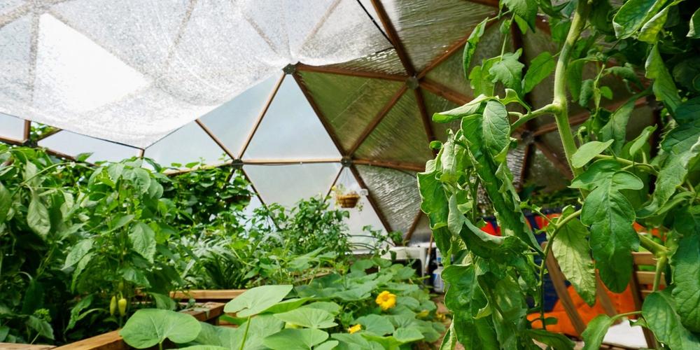 Pumpkins_Growing_Greenhouse