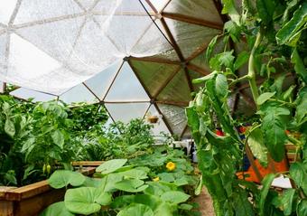 pumpkin plants growing in a growing dome greenhouse