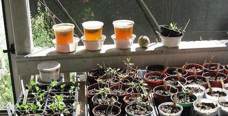 Compost Tea for hydrophobic soil