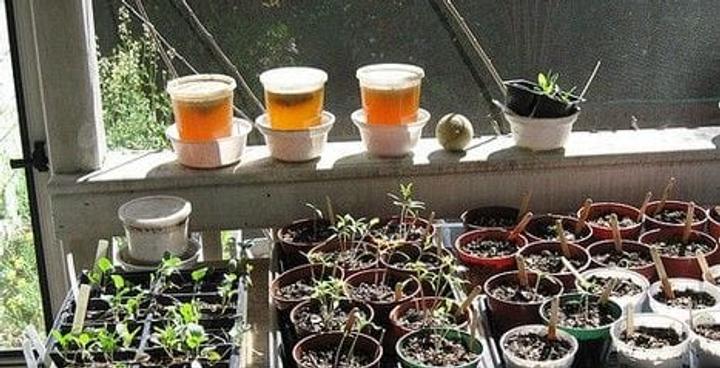 Compost Tea for hydrophobic soil