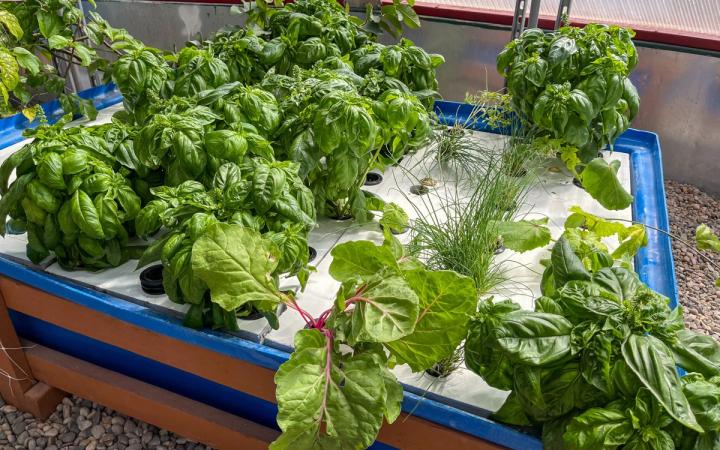 DWC bed filled with mature basil plants, swiss chard, okra, and chives